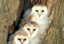 Young Barn Owls DM0902