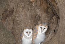 Young Barn Owls DM0904