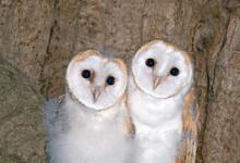 Young Barn Owls DM0925