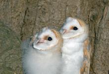 Young Barn Owls DM0926