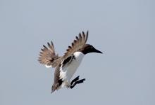 Bridied Guillemot in Flight DM1514