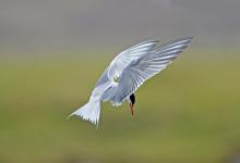 Common Tern in Flight 1 DM0333