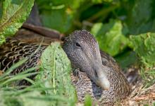 Eider Duck on a Nest DM1515