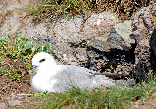 Fulmar on a Nest DM1502