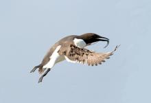 Guillemot in Fligh with a Fish DM1496