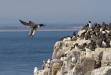 Guillemot in Flight DM1503