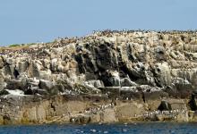 Guillemots on Farne Islands DM1490