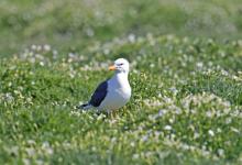 Herring Gull DM1504