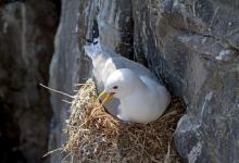 Nesting  Kiittiwake DM1506