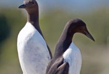 Pair of  Guillemots DM1507