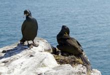 Pair of Shags and Chicks DM1509