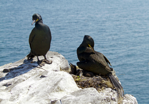 Pair of Shags and Chicks DM1509
