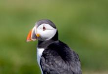 Puffin DM1493