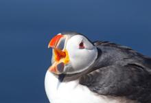 Puffin DM1497