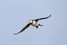 Puffin in Flight DM1488