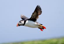 Puffin in Flight DM1510