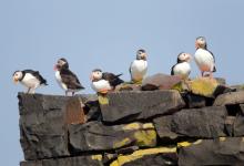 Puffins DM1489