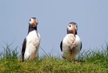 Puffins DM1498