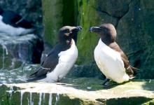 Razorbills DM1499