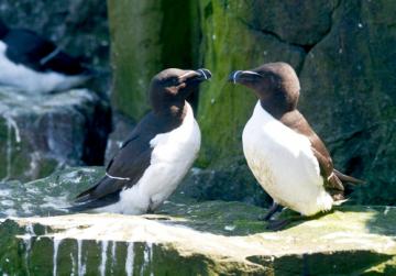 Sea Birds