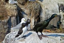 Shag Razorbill Puffin and   Kiittiwake DM1512