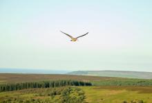     Common Curlew Over Moorland DM2048