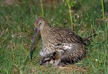     Common Curlew and Chick DM2058