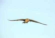     Common Curlew in Flight DM2047
