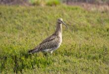    Common Curlew DM2049