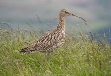    Common Curlew DM2050