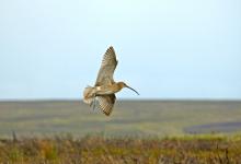    Common Curlew Over Moorland DM2051