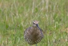   Common Curlew DM2052