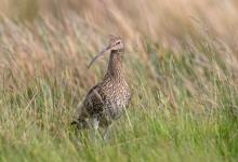   Common Curlew DM2053