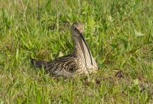   Common Curlew at a Nest DM2054