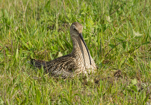   Common Curlew at a Nest DM2054