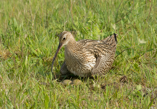   Common Curlew at a Nest DM2055