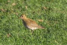   Golden Plover DM1657