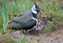   Lapwing and Chick  DM1680
