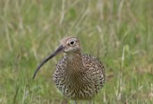  Common Curlew DM2057