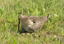  Common Curlew at a Nest DM2056