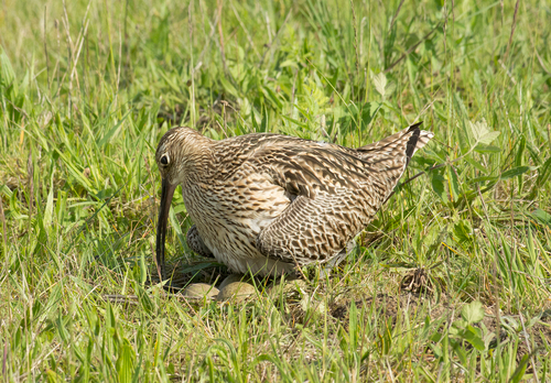 Common Curlew at a Nest DM2056