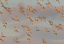  Golden Plover in Flight DM1694