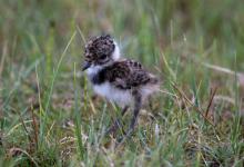  Lapwing Chick DM1681