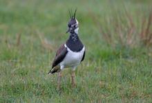  Lapwing DM1674