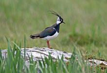  Lapwing DM1678