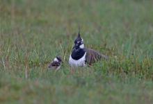  Lapwing and Chick  DM1679