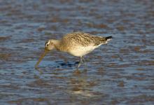 Bar-tailed Godwit DM1101