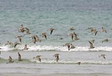 Bar-tailed Godwits DM1072