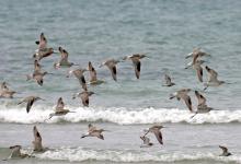 Bar-tailed Godwits DM1073