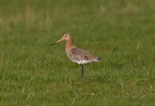 Black-tailed Godwit DM1658